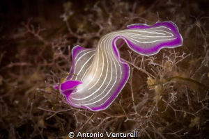 Pink flatworm ( Prostheceraeus roseus)of Mediterranean se... by Antonio Venturelli 